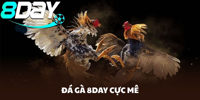 Chơi đá gà cực vui với nhiều tính năng độc quyền, uy tín