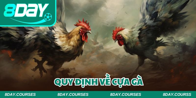 Các sới gà đều phải tuân thủ quy định chung đối với cựa