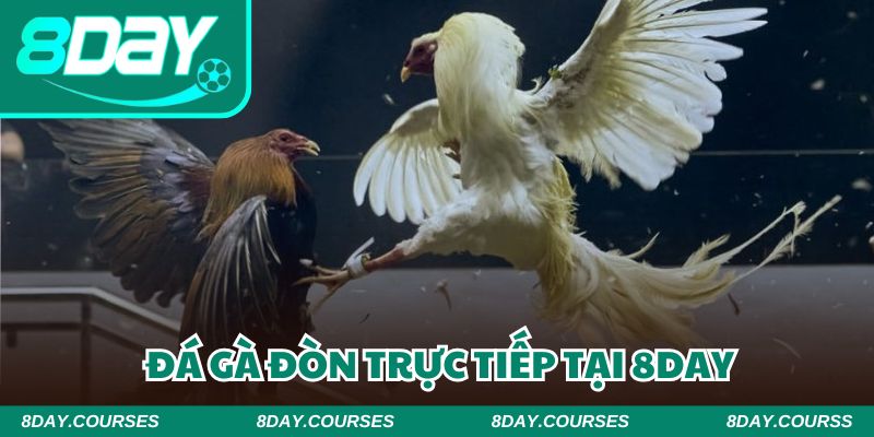 Đá gà đòn trực tiếp