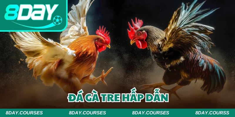 Đá gà tre chắc chắn sẽ mang đến cuộc chơi không bao giờ nhàm chán