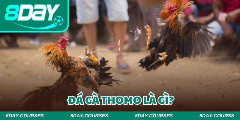 Đá gà Thomo trở thành chủ đề được nhiều cược thủ quan tâm